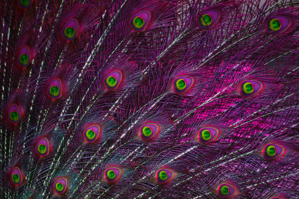 孔雀羽毛的美丽图片下载