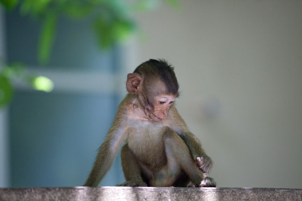 可爱的猴子图片下载