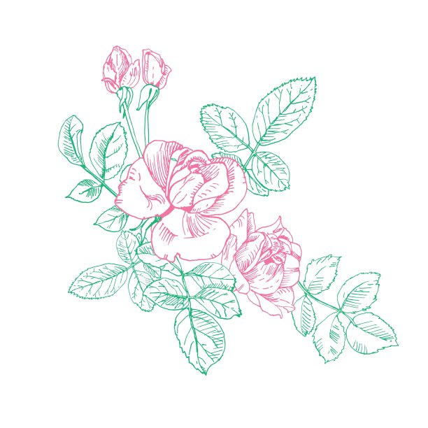 一株带花的玫瑰。手绘玫瑰矢量，孤立在白色。芽,叶,茎图片下载