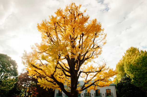 秋日映照下的大黄银树剪影——东京上野公园图片下载