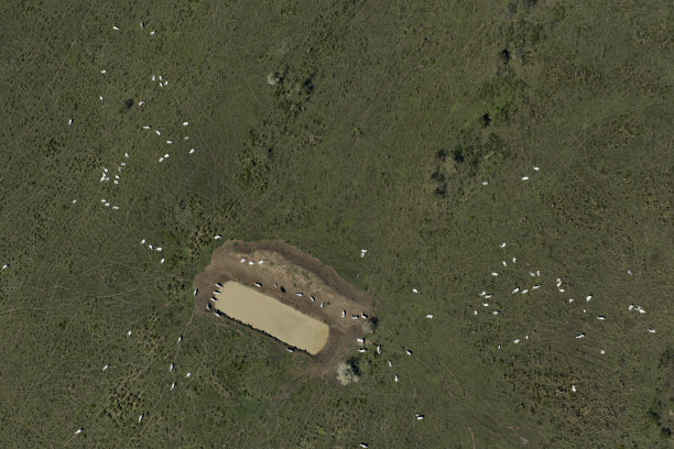 潘塔纳尔的兽群鸟瞰图图片下载