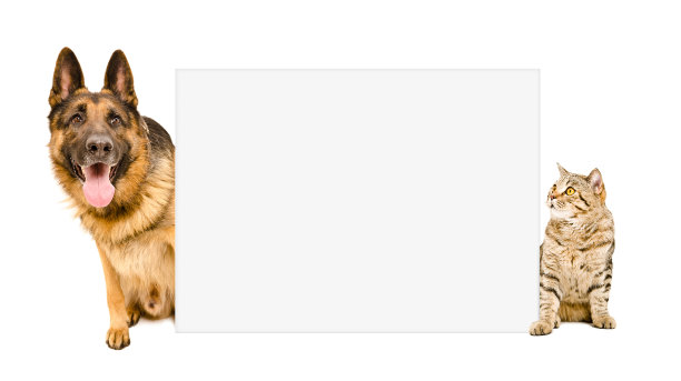 狗和猫坐在海报后面图片下载