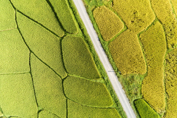空中无人机摄影从上到下的绿色和金色的稻田与美丽的自然光在早晨图片下载