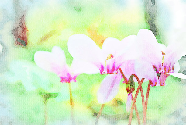 美丽娇嫩的紫色花朵的水彩插图图片下载