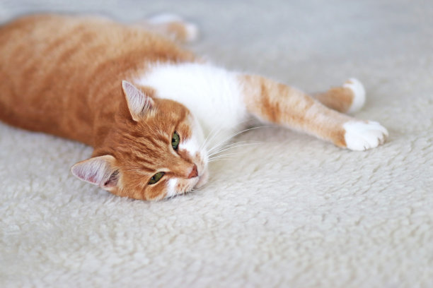 一个可爱和放松的猫的肖像图片下载