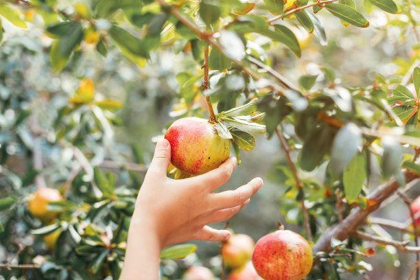 一个孩子手里拿着石榴图片下载