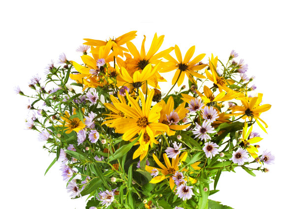 菊芋花和欧洲米迦勒菊。图片下载
