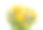 菊芋花和欧洲米迦勒菊。图片下载