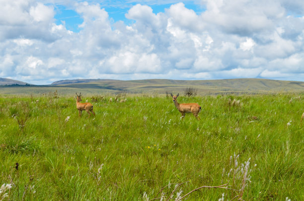 公园里散步的鹿图片下载
