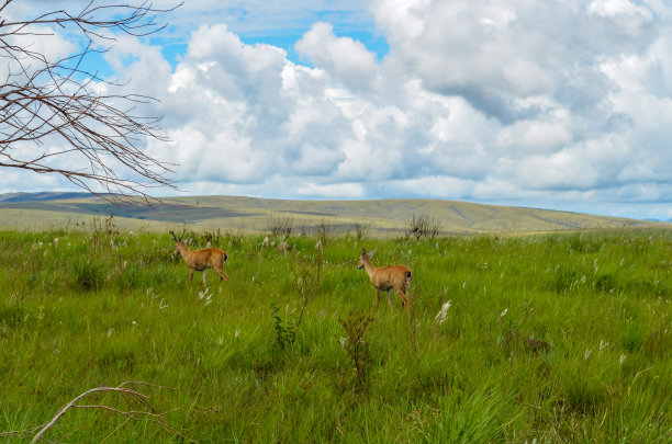 公园里散步的鹿图片下载