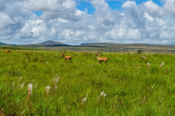 公园里散步的鹿图片下载
