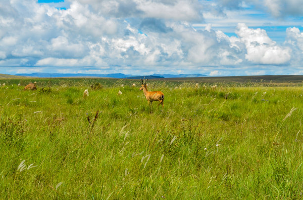 公园里散步的鹿图片下载