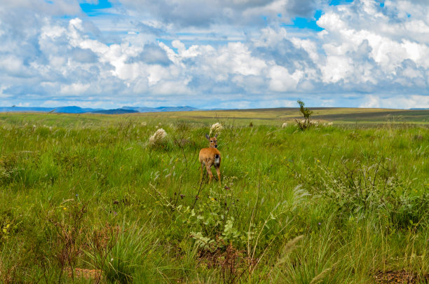 公园里散步的鹿图片下载