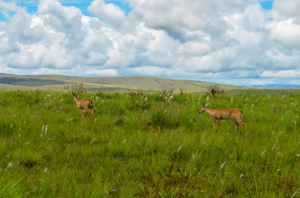 公园里散步的鹿图片下载