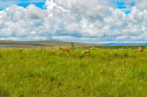 公园里散步的鹿图片下载