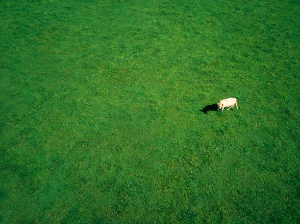 夏季牧场放牧牛的航拍图片下载
