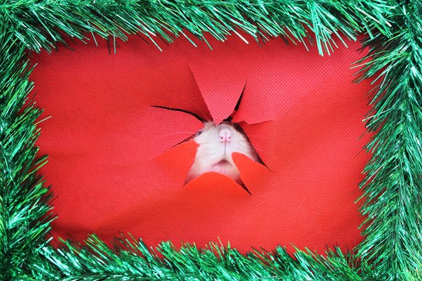 破洞里的老鼠脸。2020年新年快乐。图片下载