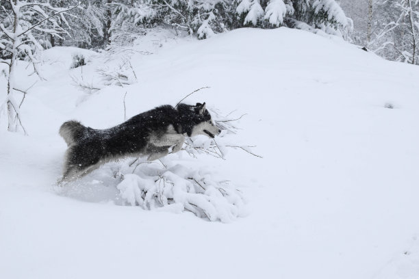 一只纯种哈士奇狗在冬天的雪林里骑马穿过雪堆。美丽的动态照片的狗在一个跳跃图片下载