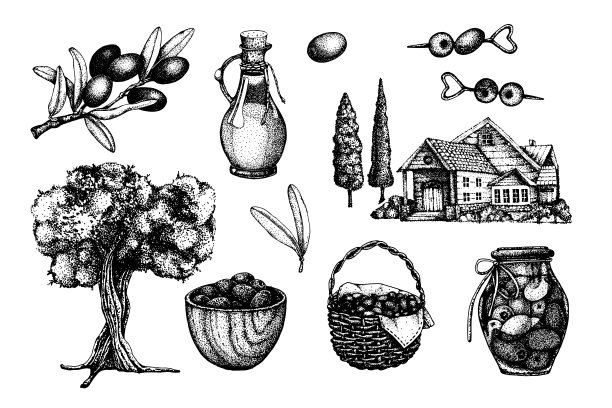 大的橄榄。手绘矢量插图与橄榄树，油，树枝，篮子，成品在银行，家。化妆品和烹饪产品的设计。图片下载