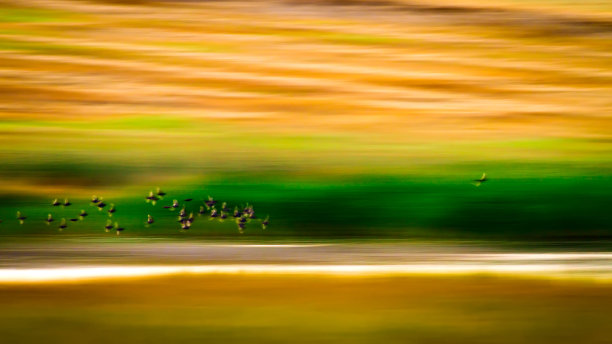 飞翔的鸟。平移摄影。抽象的自然照片。运动模糊的背景。鸟:火烈鸟图片下载