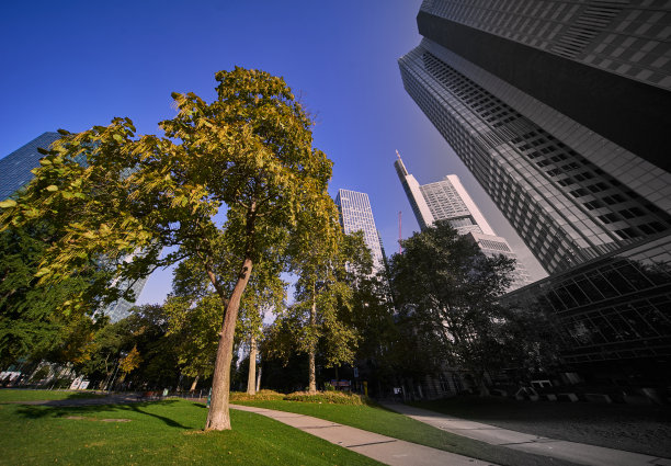 从有草坪和明亮的绿树的公园到灰色的摩天大楼的城市图片下载