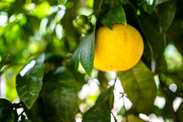 橙色在树图片下载