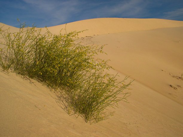 撒哈拉沙漠中的灌木和沙丘图片下载