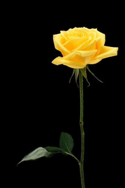 黄玫瑰10图片下载