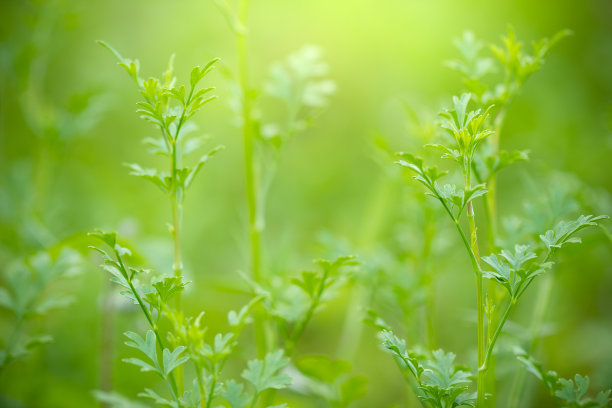 在绿色自然背景下的香菜。素材图片