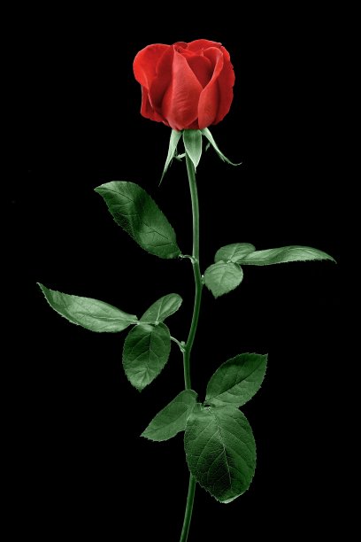 红玫瑰27图片下载