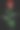 红玫瑰27图片下载