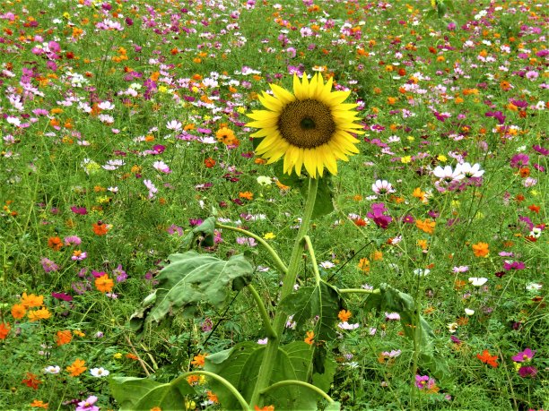 十月。孤独的向日葵图片下载
