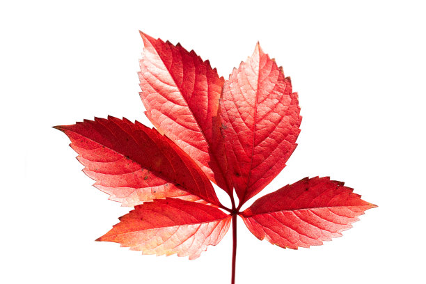 秋天的落叶图片下载