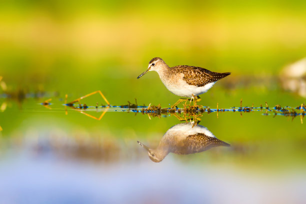 水和鸟。鹬。色彩斑斓的自然背景。鹬鸟:木头。Tringa glareola。图片下载