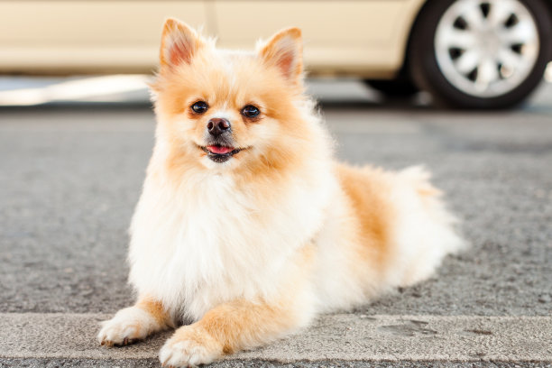 斯皮兹的狗在停车场图片下载