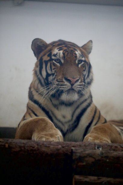 老虎靠近图片下载