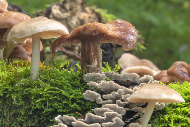 老树干上的苔藓上长着各种各样的伞菌图片下载