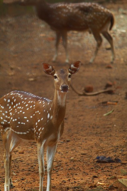 斑点鹿在印度森林野生自然墙纸图片下载