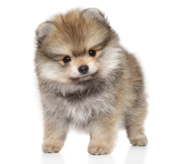 前面是斯皮兹小狗，背景是白色图片下载