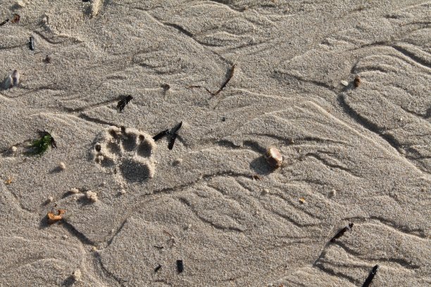 沙滩上的爪印图片下载