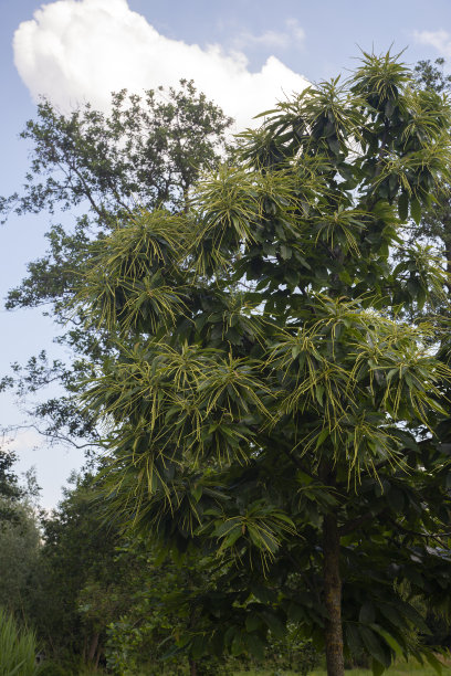 甜栗树，开着一串串的小花图片下载