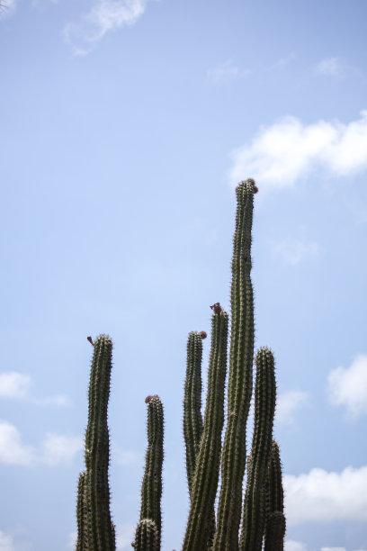 巨大的野生仙人掌孤立在蓝天下的自然环境中图片下载