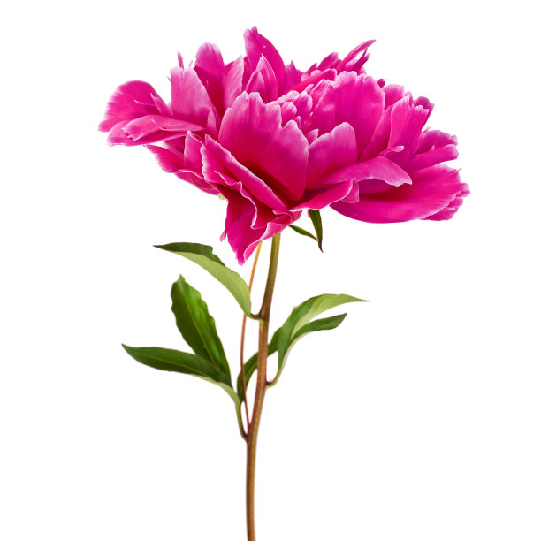 粉红牡丹(芍药)图片下载