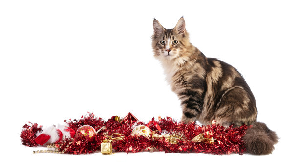 年轻的缅因浣熊在圣诞节戴着红色花环图片下载