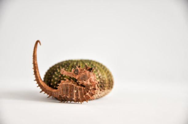 白色背景前是海胆壳和海马图片下载