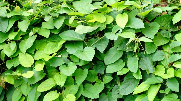 背景是砖墙和植物图片下载