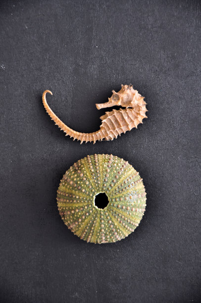 海胆壳和海马前面的黑色背景图片下载