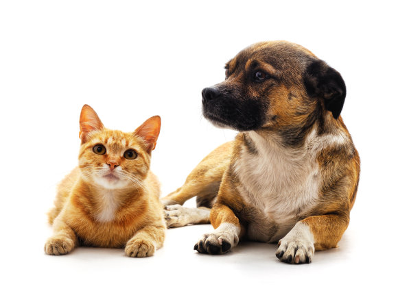 猫和狗。图片下载