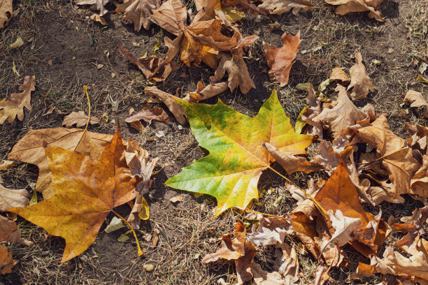 落叶图片下载