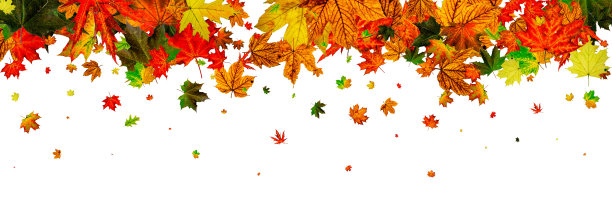 秋天的季节。秋叶落花斑驳，斑驳白茫茫。Th图片下载